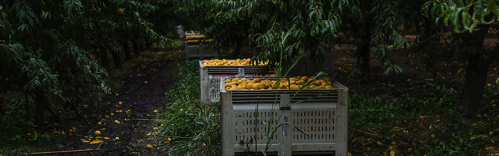 Orchard of peach trees